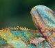 33 Splendid Chameleon Photography With Colorful Show Offs