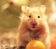 A 30 Cute and Adorable Hamster Photography Collection