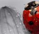 30 Cute Ladybug Wallpaper for your Desktop