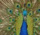30 Lovely Peacock Pictures for your Inspiration