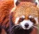 35 Extremely Cute Red Panda Photography that Will Make You Go Awe