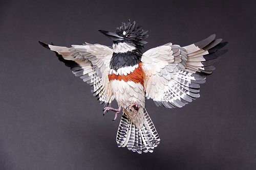 Belted Kingfisher