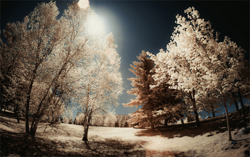 Yiu Yu Hoi Infrared Photography