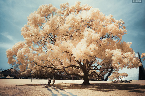 Yiu Yu Hoi Infrared Photography