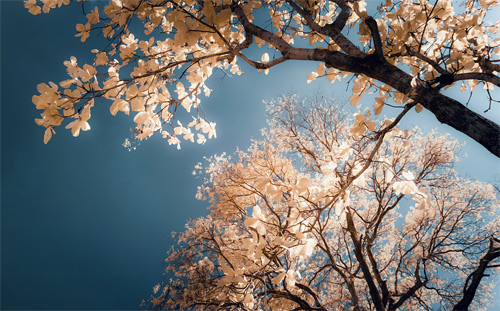 Yiu Yu Hoi Infrared Photography