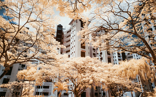 Yiu Yu Hoi Infrared Photography