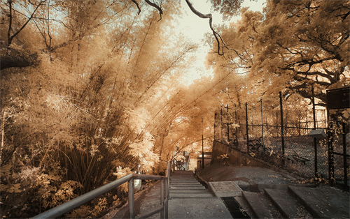 Yiu Yu Hoi Infrared Photography