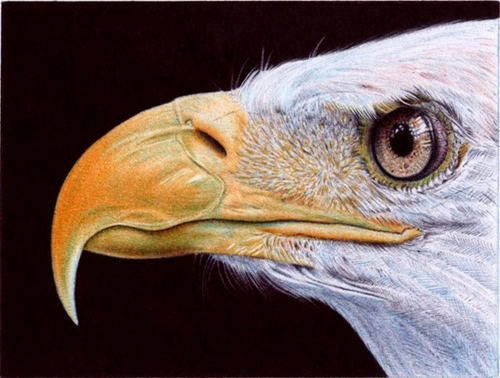 samuel silva realistic drawings ballpoint pen