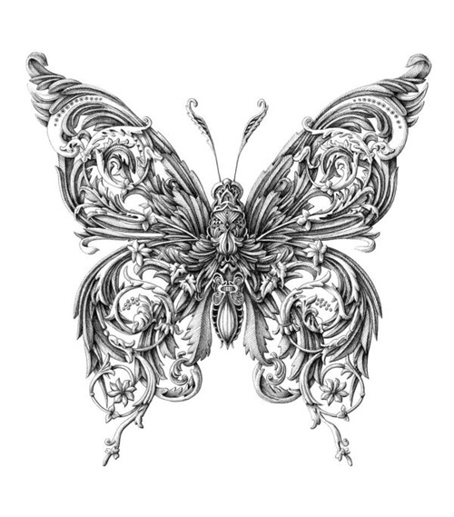 alex konahin detailed illustrations little wings