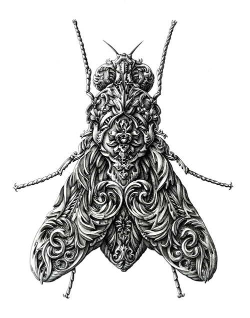 alex konahin detailed illustrations little wings