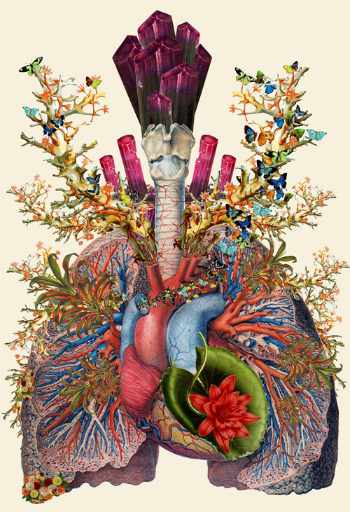 Travis Bedal anatomy fauna flora