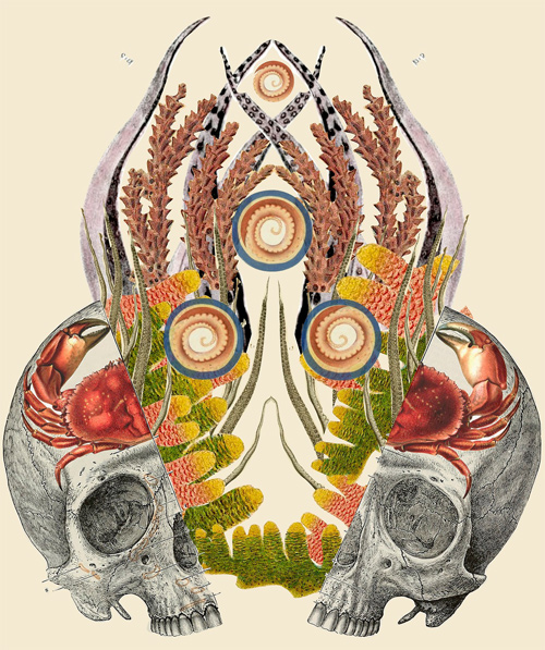 Travis Bedal anatomy fauna flora