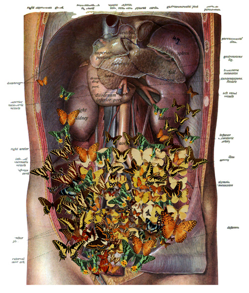 Travis Bedal anatomy fauna flora