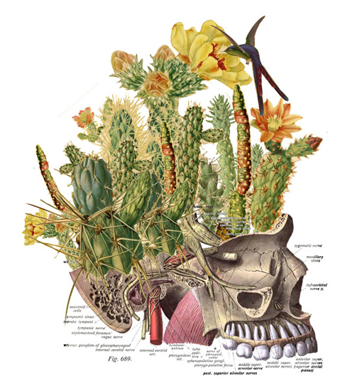 Travis Bedal anatomy fauna flora