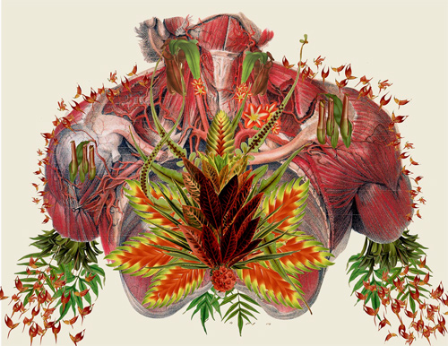 Travis Bedal anatomy fauna flora