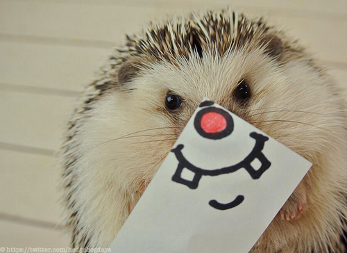 Marutaro Hedgehogs pictures photos