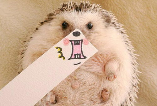 Marutaro Hedgehogs pictures photos