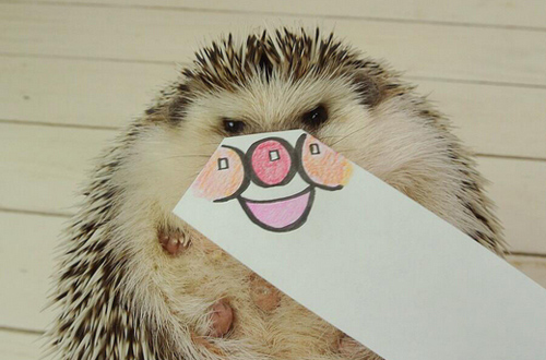 Marutaro Hedgehogs pictures photos