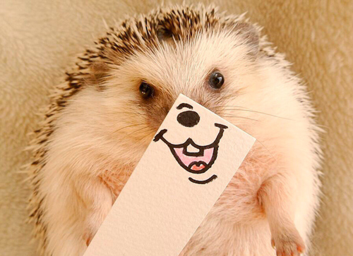 Marutaro Hedgehogs pictures photos