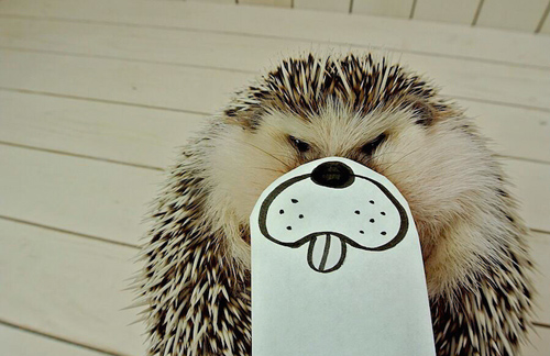 Marutaro Hedgehogs pictures photos