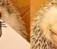 Be Ready Giggle With The Cuteness Of This Hedgehog’s Different Faces