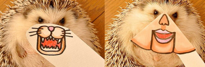 Be Ready Giggle With The Cuteness Of This Hedgehog’s Different Faces