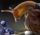Witness The Magical World Of Snails In This Detailed Macro Photography