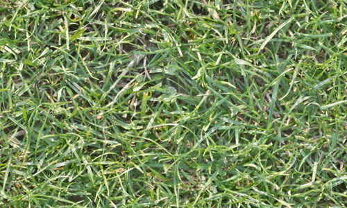 High res seamless grass textures free