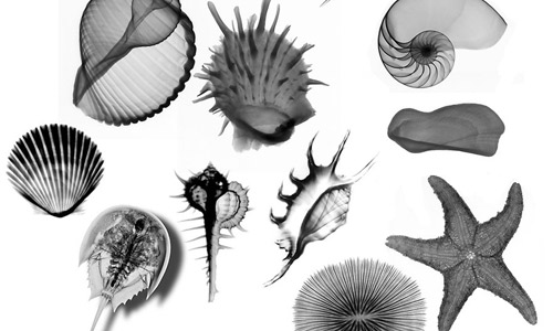sea shells photoshop brushes 