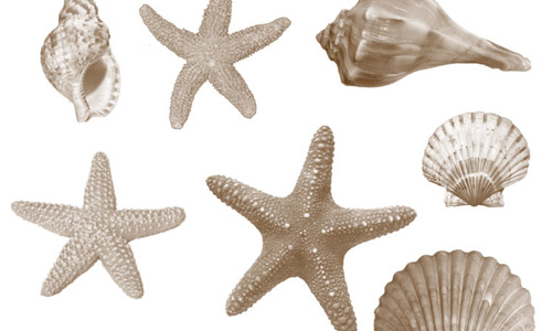 Sea life shells photoshop brushes 