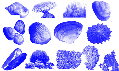 Coral shells photoshop brushes 