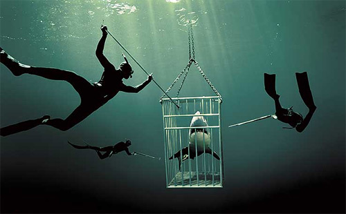 zena holloway underwater photography featured