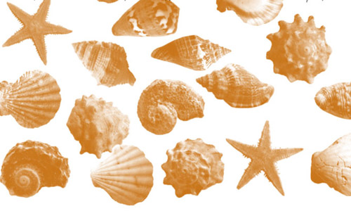 starfish shells photoshop brushes 