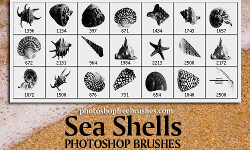 High resolution shells photoshop brushes 