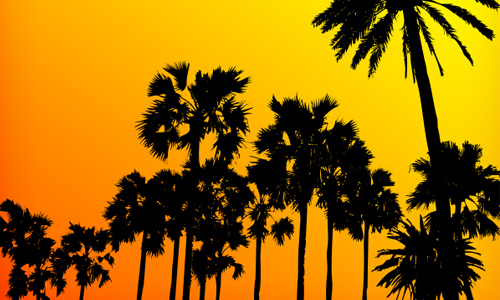 Photoshop PS7  free palm tree brushes