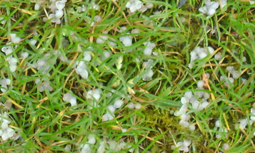 hail seamless grass textures free