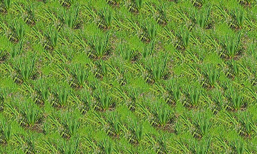 long seamless grass textures free