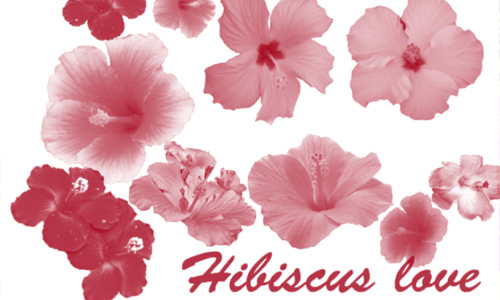 Realistic love  free hibiscus brushes