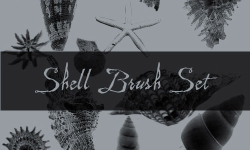 beautiful shells photoshop brushes 