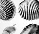 22 Stunning Shells Brush Sets For Photoshop