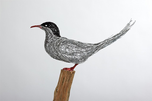 artic tern wires Celia Smith featured