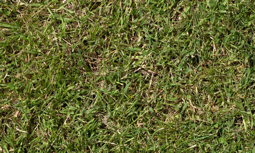 grass field texture