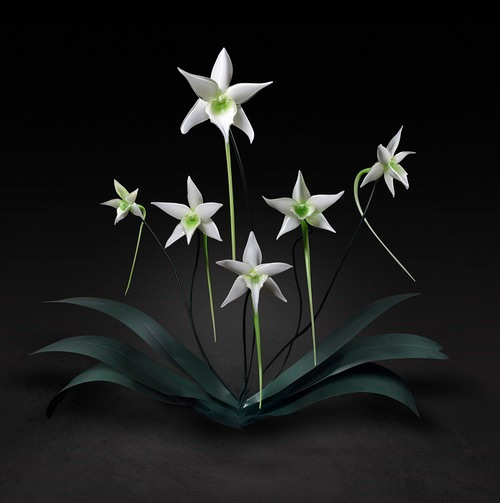 wihte flower glass art Jason Gamrath featured