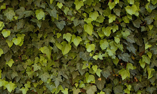 Ivy leaf texture