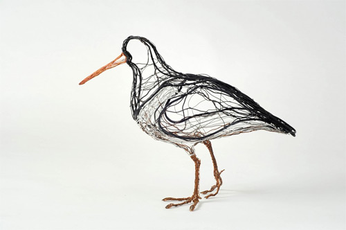 oystercatcher wires Celia Smith featured