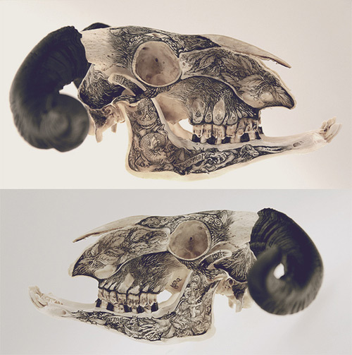 skull bone DZO Olivier featured