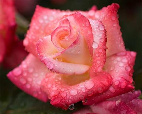 pink white rose