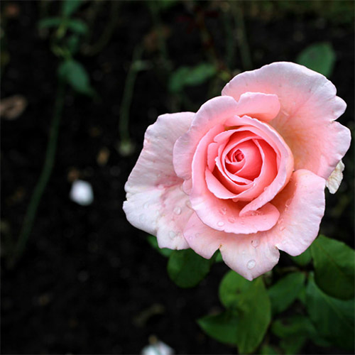 pink single rose photography