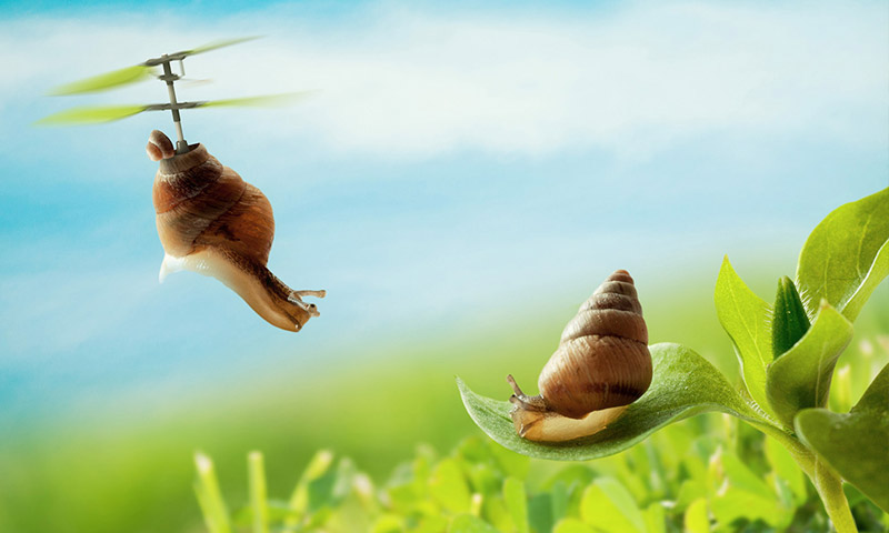 snail animated photography